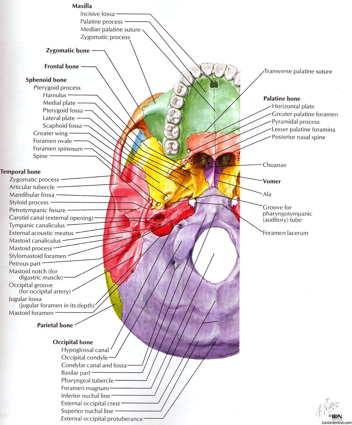 Structures Passing Trough Foramen Of Skull Foramen Of Skull