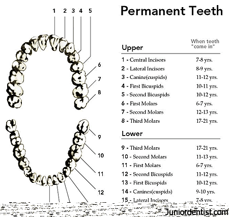 Eruption Timing / Sequence of Permanent teeth