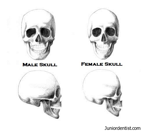 male-skull-vs-female-skull.jpeg