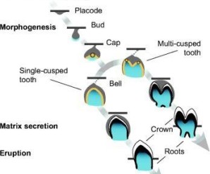 Physiologic Stages Of Tooth Development | JuniorDentist.com