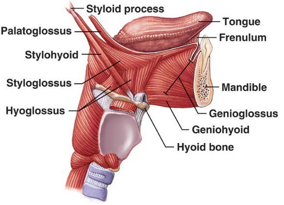 muscles promoting tongue movement