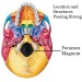 Abdominal regions